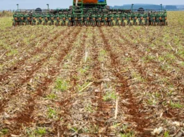 Semeadura da soja ultrapassa 43% em Mato Grosso e avança acima da média histórica