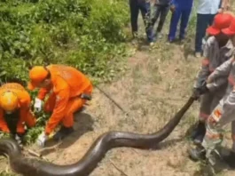 Sucuri causa tumulto entre a população e é resgatada pelo Corpo de Bombeiros em MT
