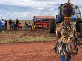 Ibama libera licenças ambientais para produção indígena em MT