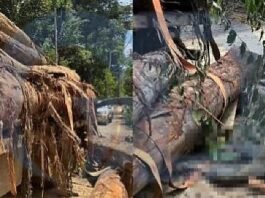 Tora de madeira cai de caminhão e mata trabalhador de 22 anos