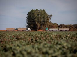 MT tem 6 cidades entre as 10 mais ricas do agronegócio brasileiro, aponta estudo