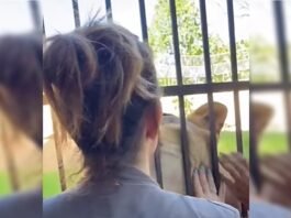 Veterinária exibe relação dócil com leoa que matou rapaz: “Não é vilã”