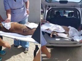 Cadela comunitária é esfaqueada em praia do litoral de SP; vídeo
