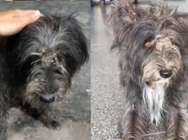 Após morte de tutor, cachorro “faz vigília” na porta da UPA em Cuiabá e espera por adoção; vídeo