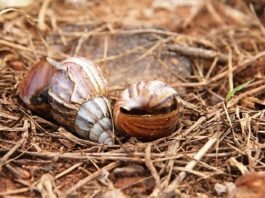 Prefeitura alerta para proliferação de caramujo africano em Cuiabá durante período chuvoso