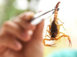 Bombeiros ensinam a ‘blindar’ casa contra acidentes com escorpiões