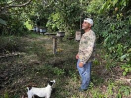 Produtor transforma apenas 2 hectares em mina de ouro com café e mel em MT