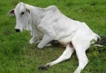 Indea confirma dois casos de raiva bovina em Mato Grosso