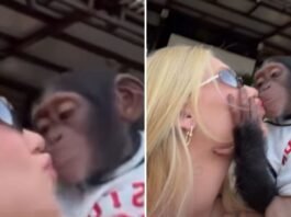 Virginia Fonseca beija macaco na boca e recebe críticas: ‘Nojento’
