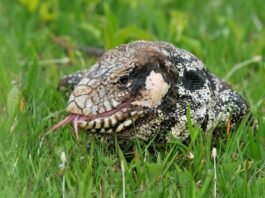 Trabalhador tem dedo amputado ao alimentar lagarto em Rondonópolis