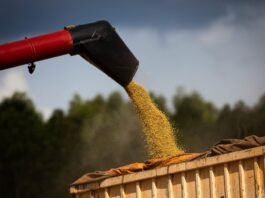 Safra de soja bate novo recorde e leva produção brasileira de grãos a 350,4 milhões de toneladas em 2026