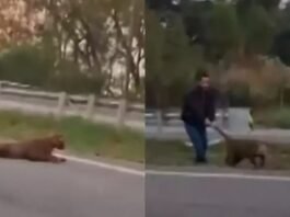 Homem puxa onça viva pelo rabo no meio de rodovia após possível atropelamento
