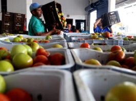 Lei prioriza distribuição de alimentos para rede de acolhimento a mulheres vítimas de violência