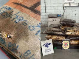 Polícia apreende droga avaliada em R$ 14 milhões escondida em carga de café