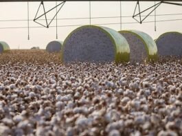 Sapezal desbanca Sorriso e assume topo da produção agrícola