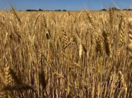 Dívida agrícola nos EUA atinge recorde de US$ 605 bilhões