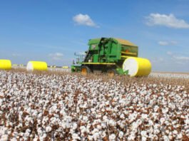 Vazio sanitário do algodão começa em MT e segue até dezembro