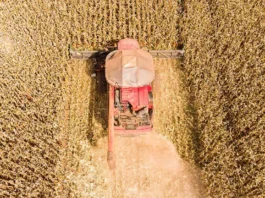 Mato Grosso lidera produção nacional de grãos em 2026 e responde por quase 60% do gergelim do país, aponta IBGE