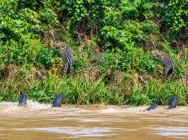 VÍDEO: ariranhas ‘expulsam’ onça-pintada durante encontro em rio no Pantanal de MT