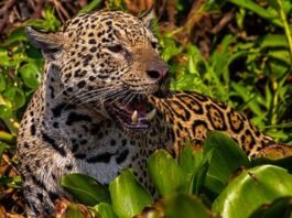 Filme da Netflix gravado no Pantanal e narrado por Fernanda Torres disputa prêmio internacional na Inglaterra