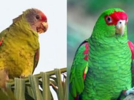 PF faz operação contra tráfico internacional de aves
